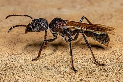 Do Bullet Ants Have Wings?