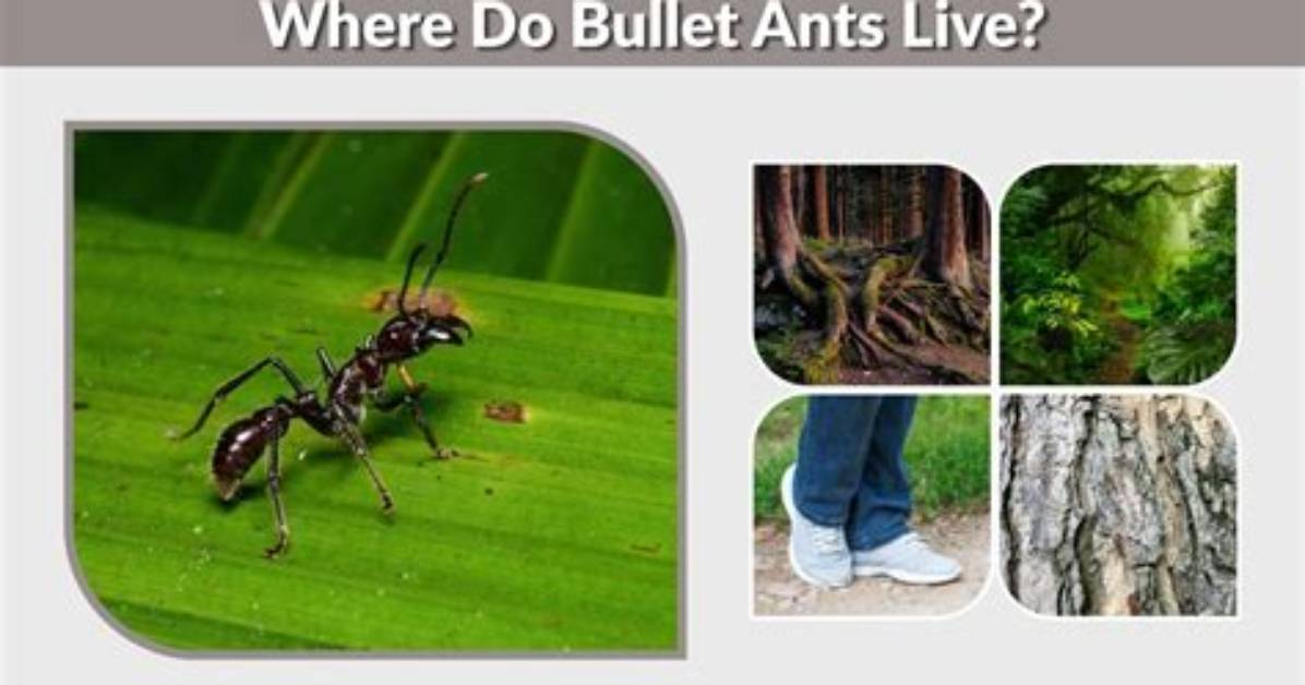 Do Bullet Ants Live in Mexico?