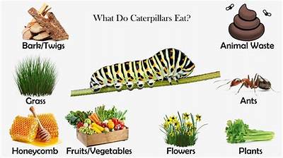 Do Caterpillars Eat Grapes?