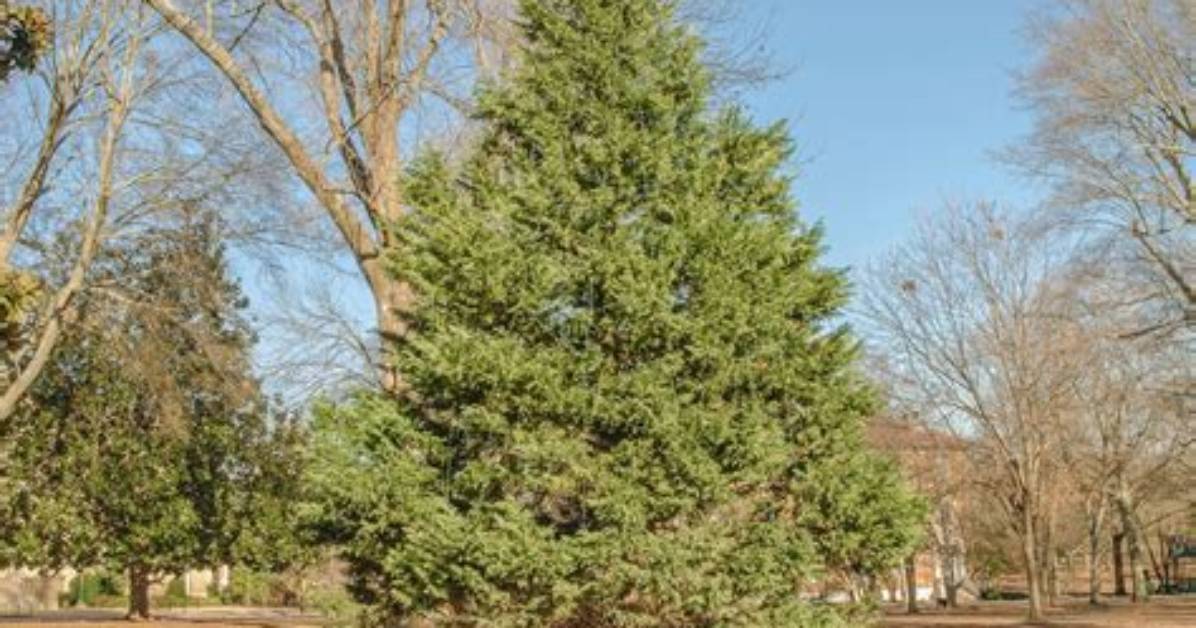 Do Cedar Trees Grow in Arizona?
