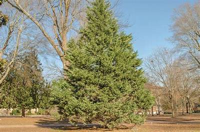 Do Cedar Trees Grow in Arizona?