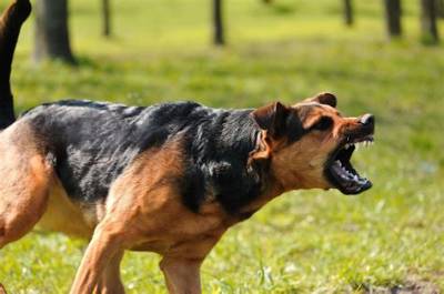 Do Dogs Become Aggressive When Pregnant?
