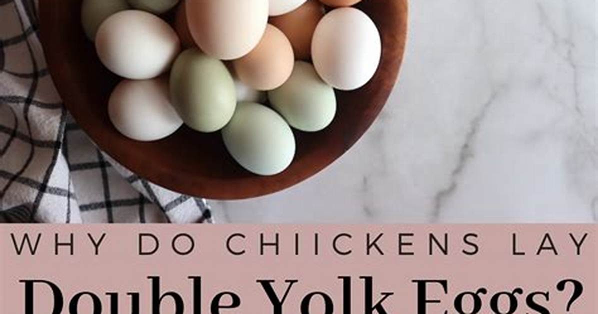 Do Double Yolk Eggs Make Twins?