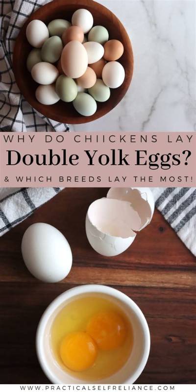 Do Double Yolk Eggs Make Twins?