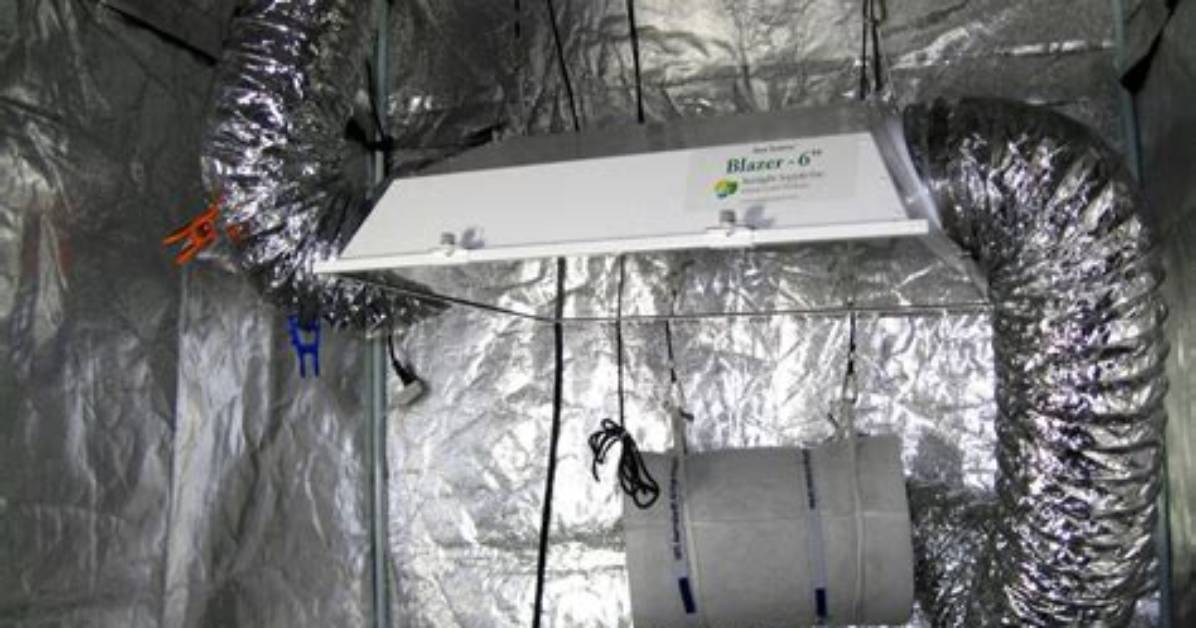 Do Grow Boxes Smell?