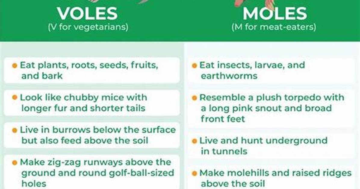 Do Moles or Voles Have Tails?