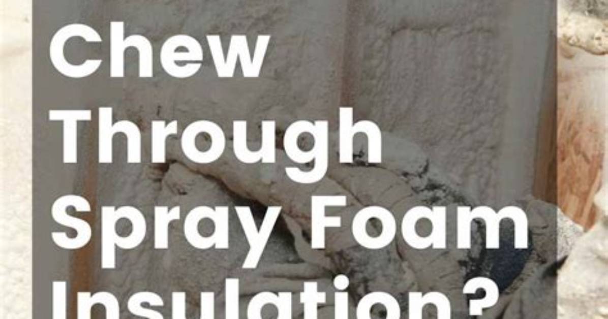 Do Roaches Eat Spray Foam Insulation?