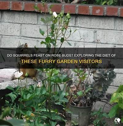 Do Squirrels Eat Rose Buds?