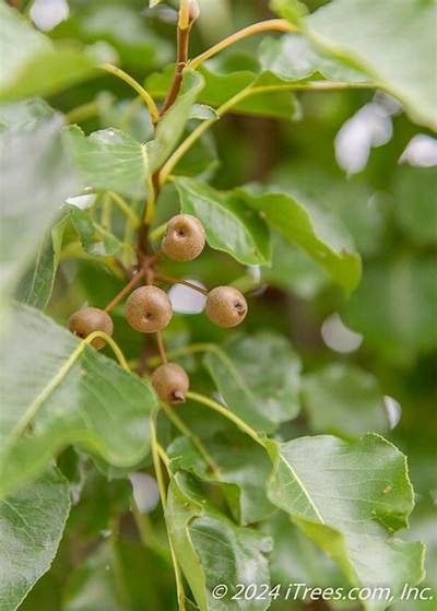 Does a Cleveland Pear Tree Bear Fruit?