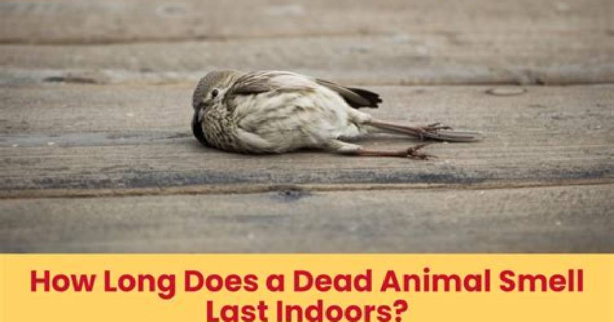 Does a Dead Bird Smell?