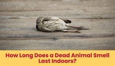 Does a Dead Bird Smell?