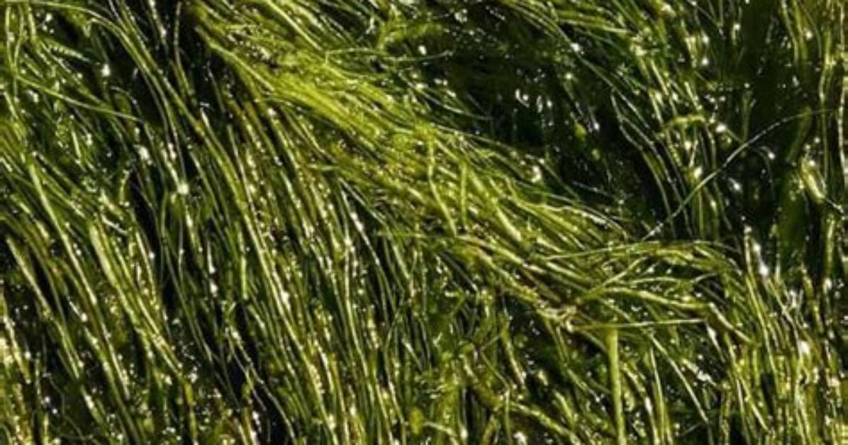 Does Baking Soda Kill Algae in a Pool?