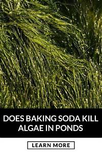 Does Baking Soda Kill Algae in a Pool?