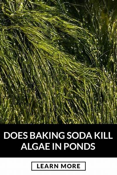 Does Baking Soda Kill Algae in a Pool?