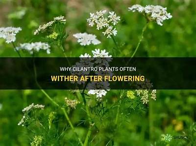 Does Dill Die After Flowering?