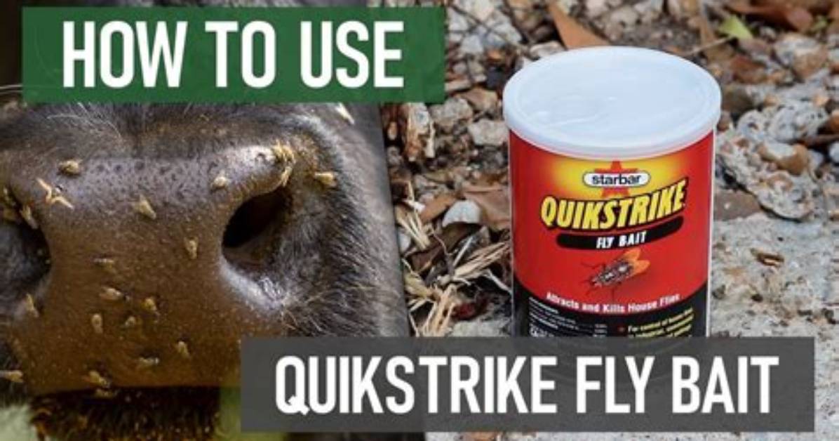 Does Fly Bait Kill Skunks?