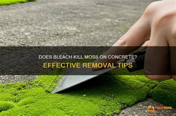Does Jomax Kill Moss?