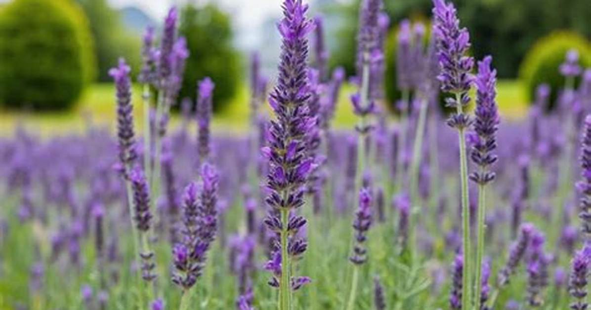 Does Lavender Grow in Zone 4?