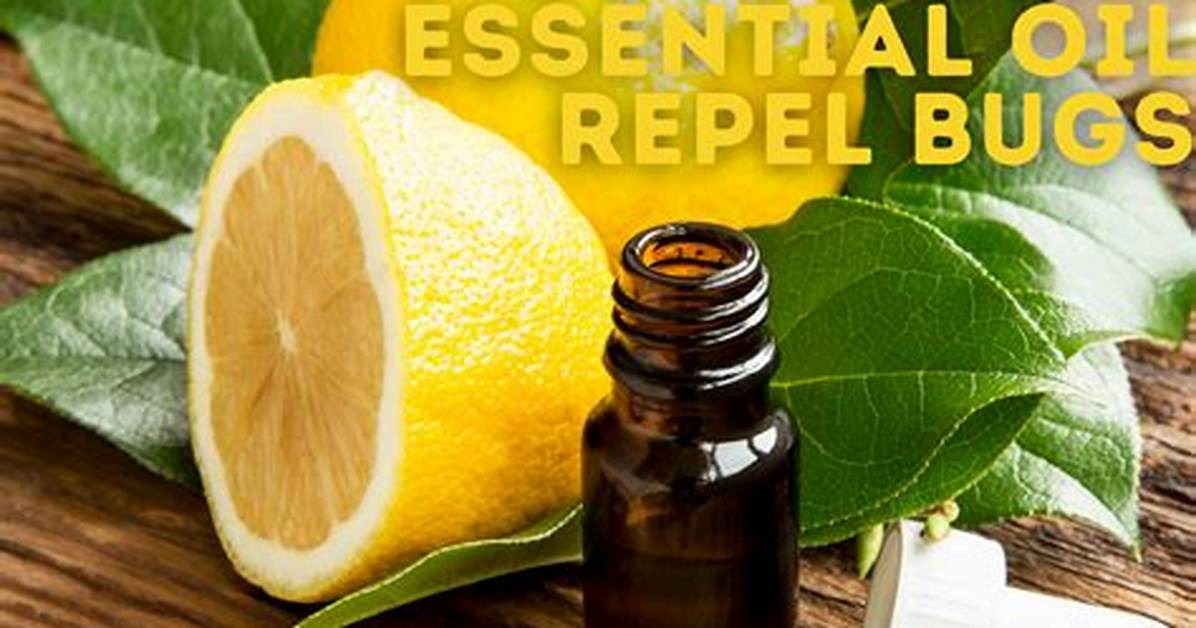 Does Orange Oil Repel Bugs?