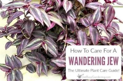 Does Wandering Jew Come Back Every Year?