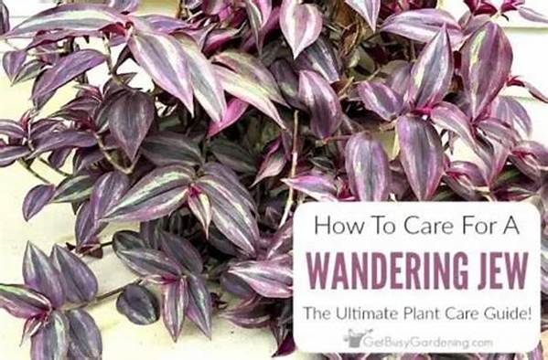 Does Wandering Jew Come Back Every Year?