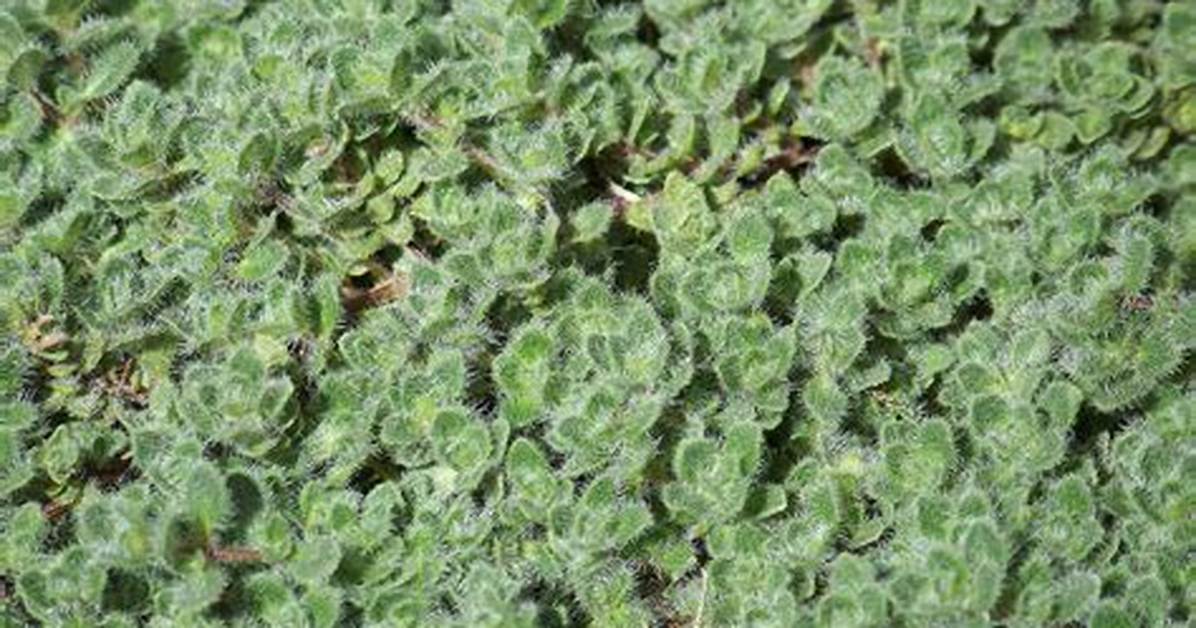 Does Wooly Thyme Spread?