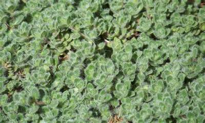 Does Wooly Thyme Spread?