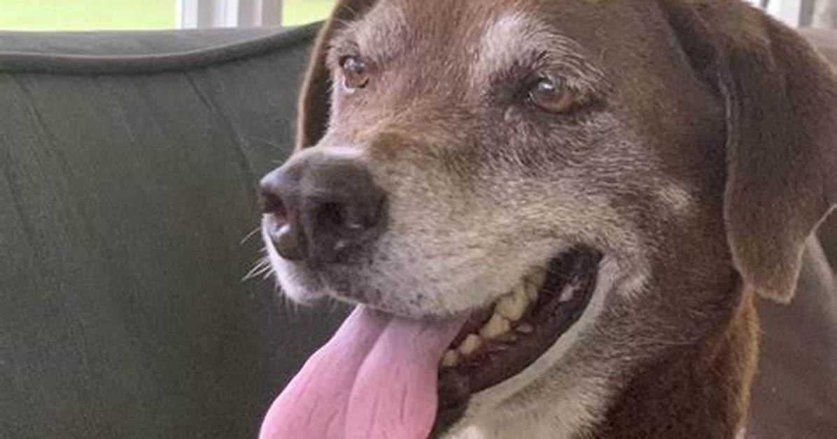 Dog Creates His Own Trail After Running It Everyday