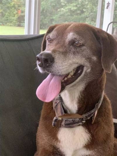 Dog Creates His Own Trail After Running It Everyday