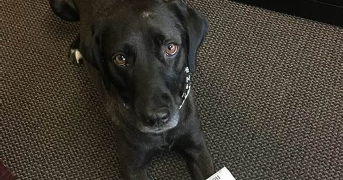Dog Flunks Service Training Three Times, Finds Job Comforting Those in Need