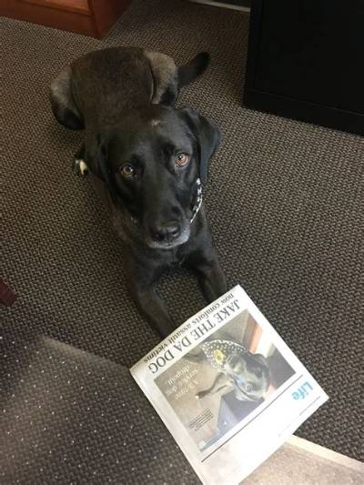 Dog Flunks Service Training Three Times, Finds Job Comforting Those in Need