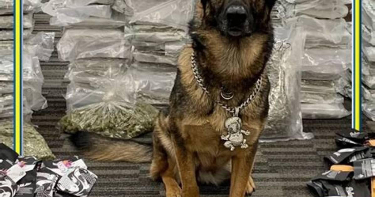 Doggo Dripping: K-9 Officer Rocking $65K in Confiscated Jewelry from Drug Bust