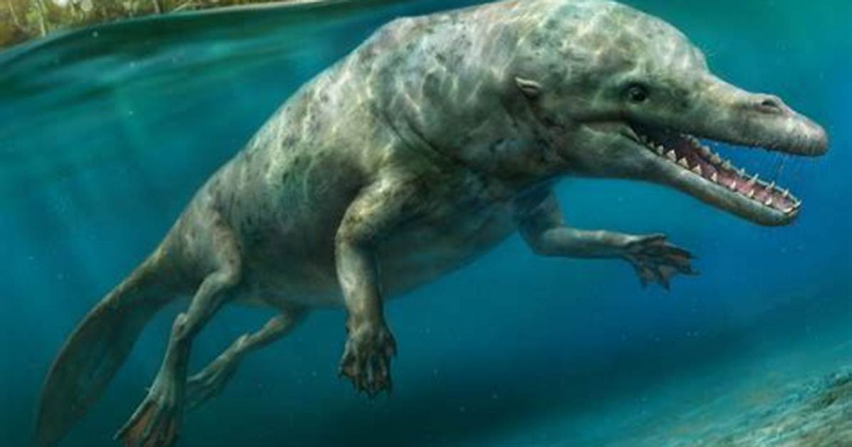 Dolphins Once Walked on Land!