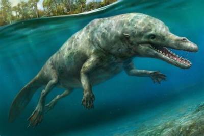 Dolphins Once Walked on Land!