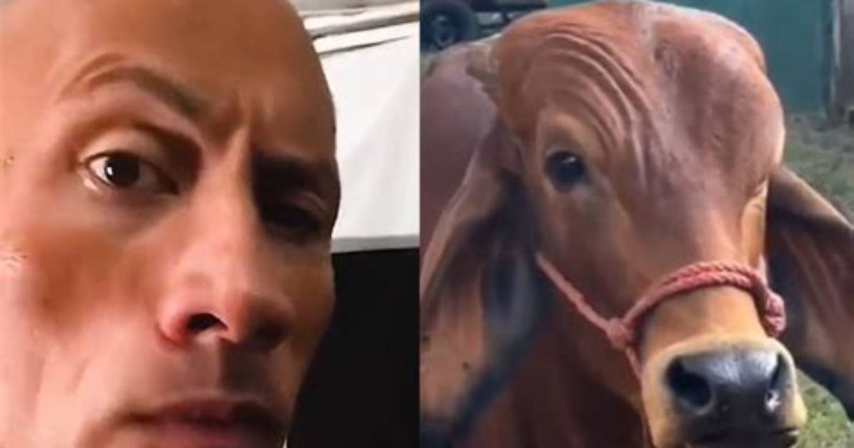 Dwayne Johnson Reacts Cow Doing His Iconic Smoulder