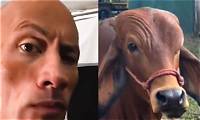 Dwayne Johnson Reacts Cow Doing His Iconic Smoulder