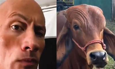 Dwayne Johnson Reacts Cow Doing His Iconic Smoulder