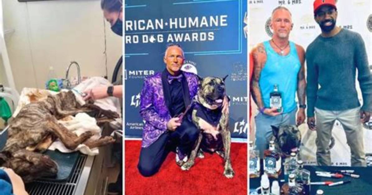 Ethan Almighty: from Near Death, to American Humane Hero Dog Winner, to Whiskey Influencer