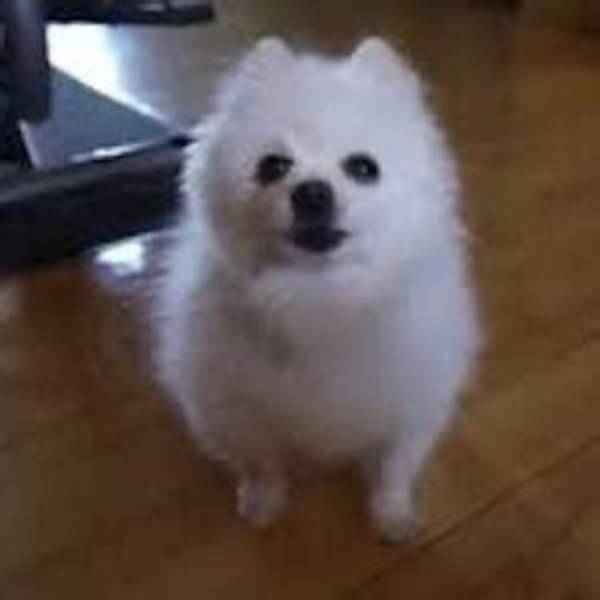 Gabe the Dog - Trivia, Family, Bio