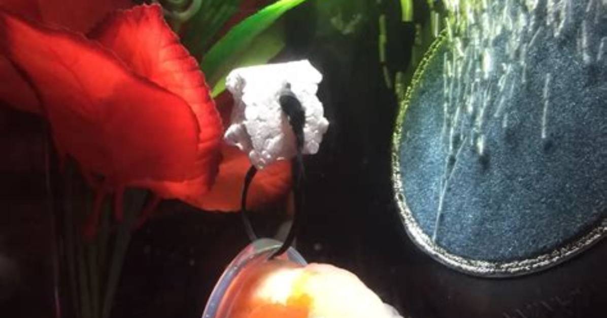 Goldfish Needs Help Swimming, Gets Tiny Custom Wheelchair