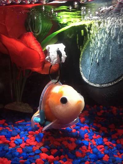 Goldfish Needs Help Swimming, Gets Tiny Custom Wheelchair
