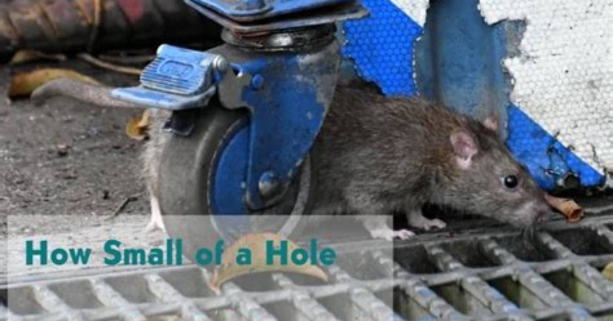 How Big a Hole Can a Rat Get Through?