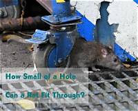 How Big a Hole Can a Rat Get Through?