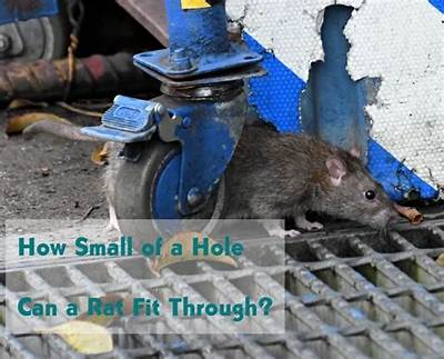 How Big a Hole Can a Rat Get Through?