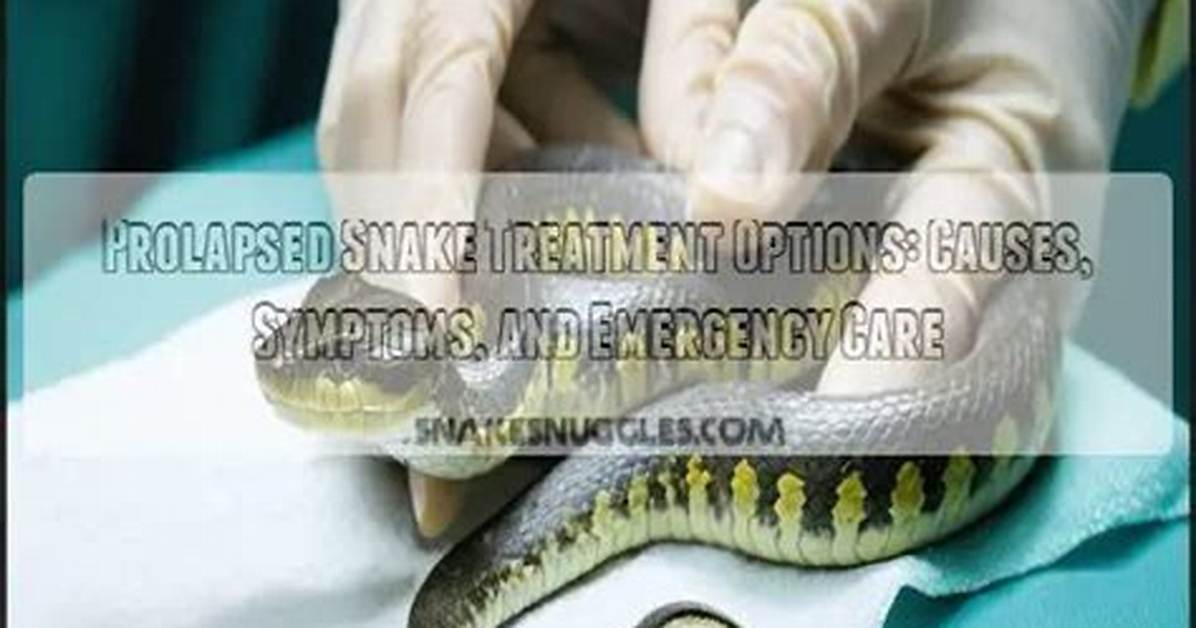 How Can I Help My Prolapsed Snake?