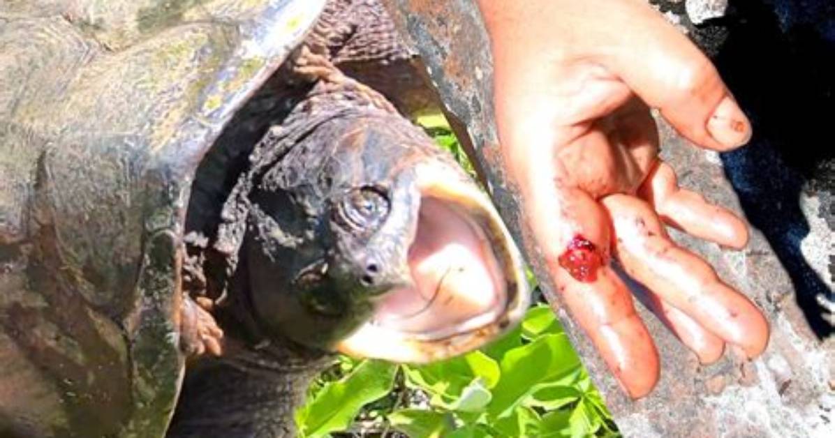 How Common Are Snapping Turtle Bites?
