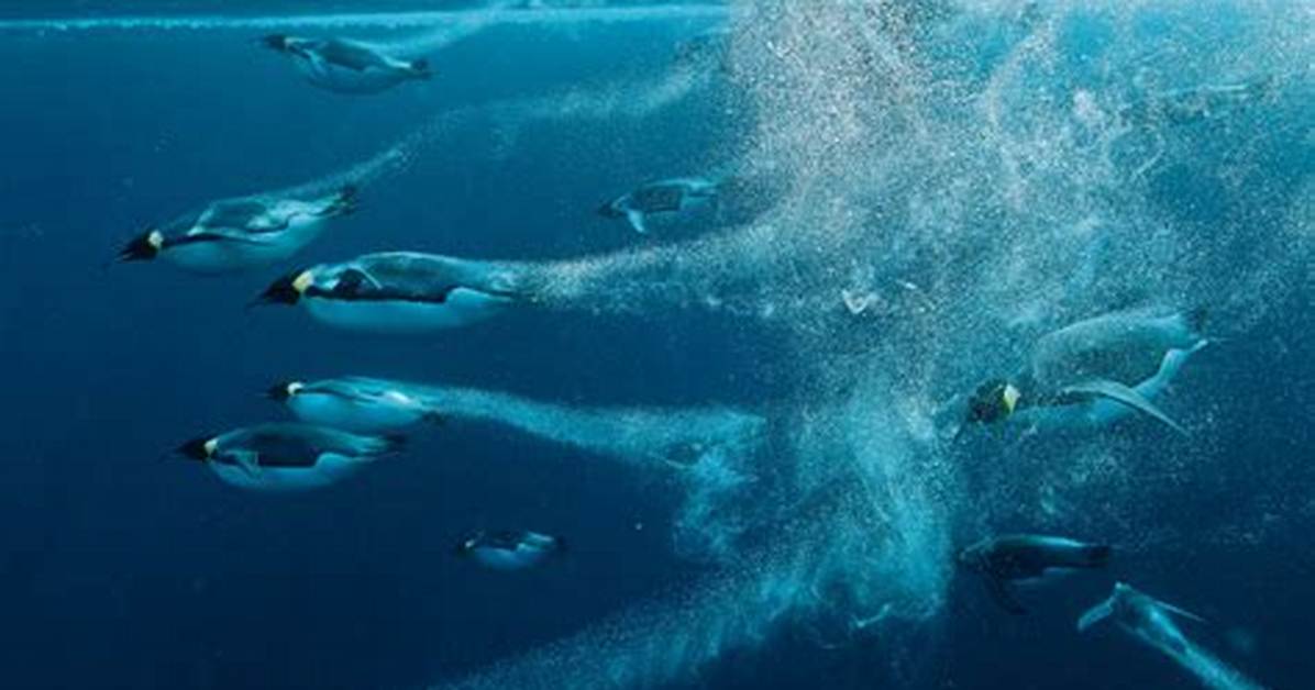 How Deep Can Emperor Penguins Swim?