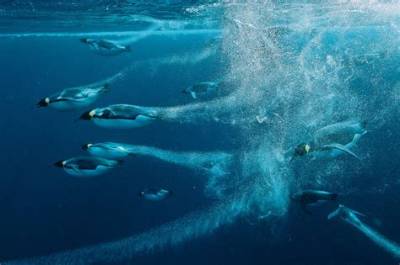 How Deep Can Emperor Penguins Swim?