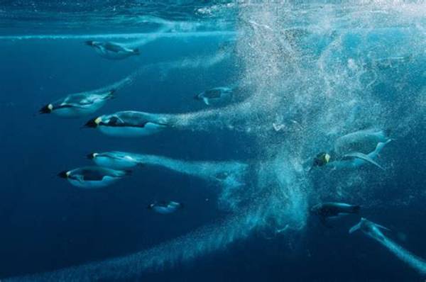 How Deep Can Emperor Penguins Swim?