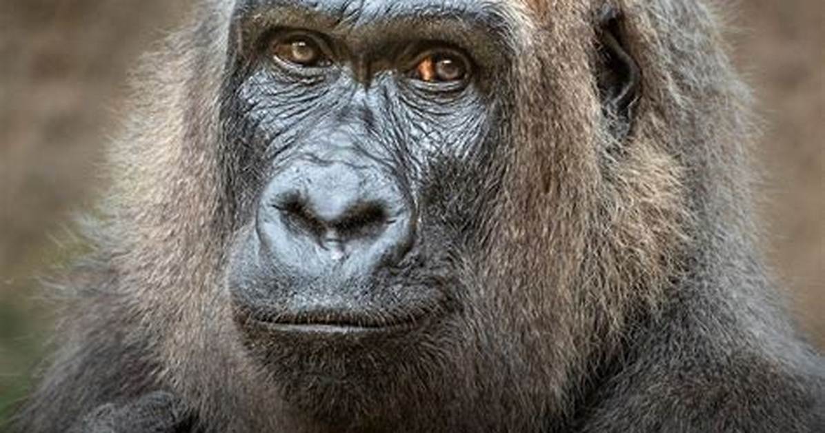 How Did Evelyn Die? Oldest Gorilla at Los Angeles Zoo, Cause of Death Explained